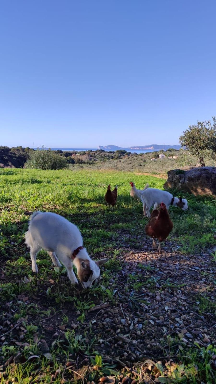 Villa Boeddu, Relax Tra Mare E Campagna Alghero Zewnętrze zdjęcie